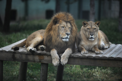 Bursa'da hayvanat bahçesi giriş ücretlerine zam! 2024 yılı itibarıyla...