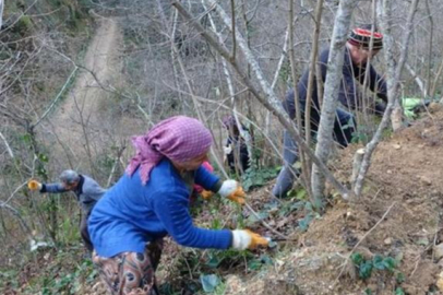 Fındık üreticilerinin kış mesaisi başladı