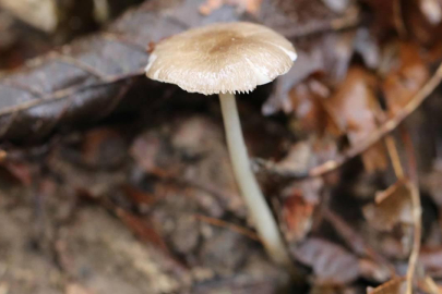 Mantar zehirlenmesi organ yetmezliğine yol açabiliyor
