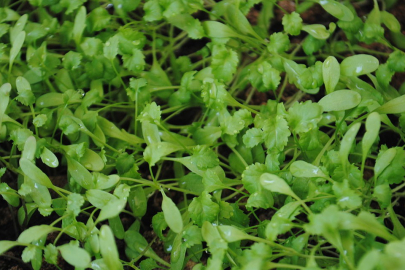 Tere tüketmek demir eksikliğine birebir