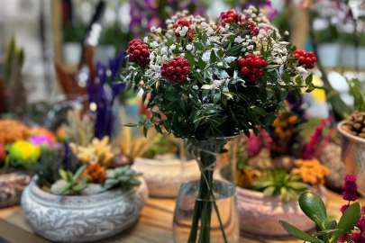 Kokina çiçeğinin anlamı ne? Kokina çiçeği ne şansı getirir? 2024 yılı...