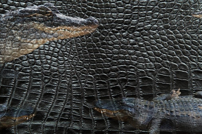 Süper zeka testi! Bursasporlular bile 7 timsahı bulamıyor