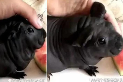 Köpek diye sahiplendi, evcil hayvan bile olmadığı ortaya çıktı!