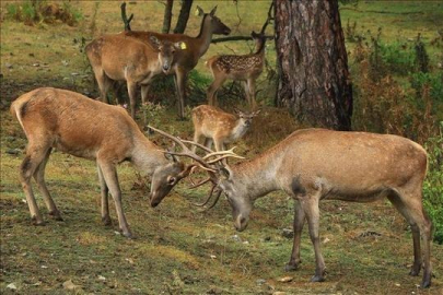 Milyonlarca insan risk altında! Tedavisi olmayan 'Zombi geyik' hastalığı&nbsp;yayılıyor