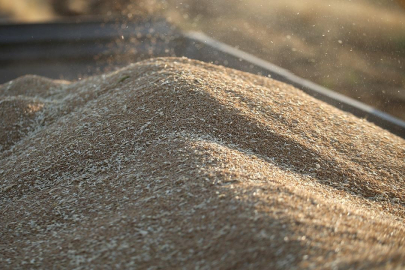 Hububat üretiminde rekor bekleniyor