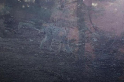 Nesli tükenmek üzere! Mersin'de fotokapana yakalandı