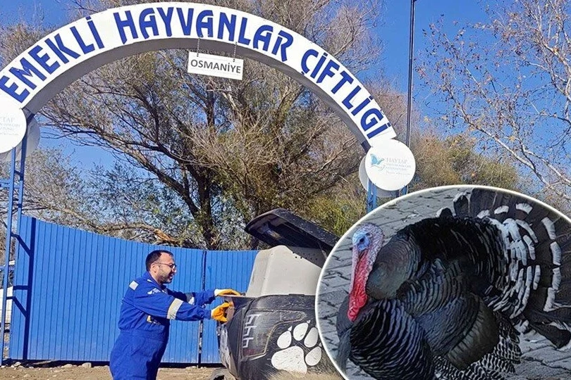 Osmaniye'de ilginç olay: Yılbaşında kesilmek yerine emekli edildi