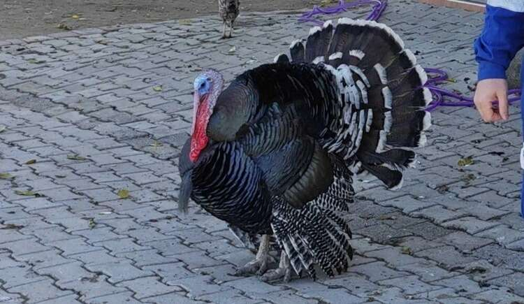 TRANSFERİ SAĞLANDI