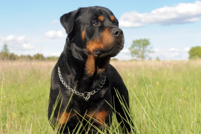 Bursa'da Rottweiler dehşeti! Köpeği kolunu parçaladı