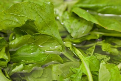 İnatçı öksürüğü, balgamı bir çırpıda kesiyor! işte o besin...