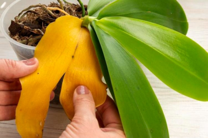 Ölmüş çiçekleri 2 günde canlandırıyor! İşte en çok işe yarayan çiçek bakım yöntemleri...