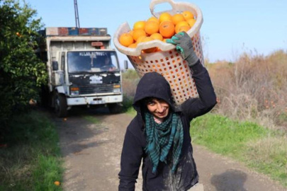 Adana portakalı dünyanın dört bir yanına ihraç ediliyor