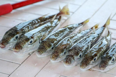 Prof. Dr. Aydın: Çay kaşığının ucundaki küçük bir miktar bile 70 kiloluk birini öldürebilir