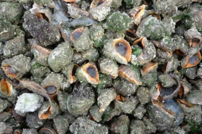 Deniz salyangozu ihracatı hamsiyi ikiye katladı