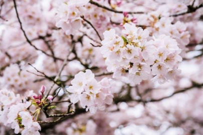 Cemre ne zaman düşüyor 2024? İlk cemre hangi tarihte, nereye düşecek?