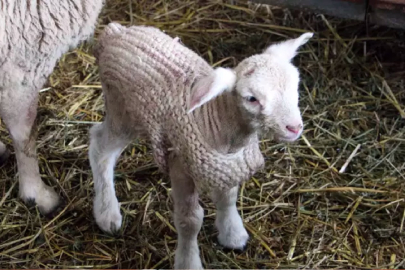 Yeni doğan kuzulara üşümemeleri için kazak giydirdiler