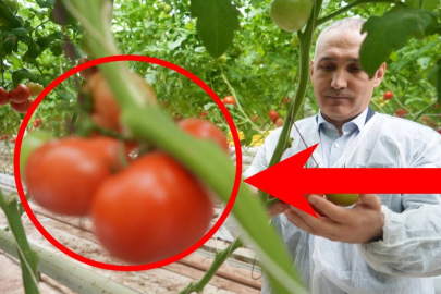 Hollanda’ya dev ihracat! Kilosu 2 Euro’dan gidiyor