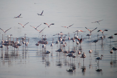 İzmir'de sulak alanlardaki kış kuşu sayısında artış gözleniyor