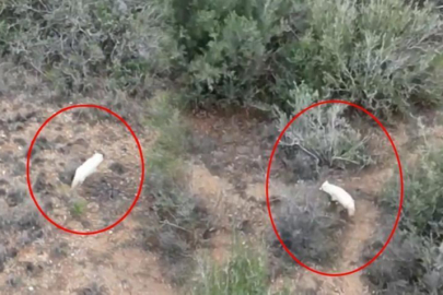 Türkiye'de ilk kez görüldü! Beyaz rengi herkesi şaşırttı