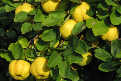 Ayva tüketmek kemiklere iyi geliyor