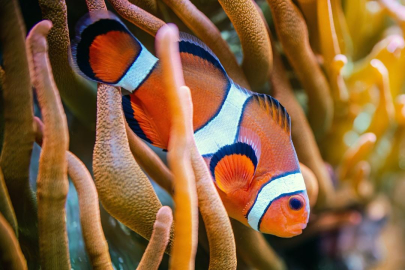 Japon bilim insanları: Nemo'lar yalnız kalmayı seviyor