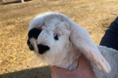 Yeni doğan kuzu şaşkına çevirdi: Bugüne kadar böyle bir şey görmedim