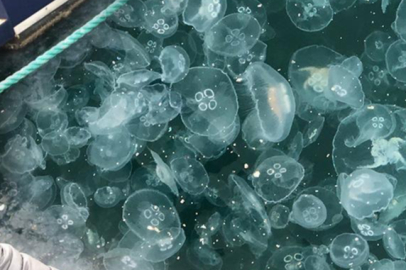 Marmara Denizi'nde denizanası işgali! 'Deprem kadar tehlikeli'