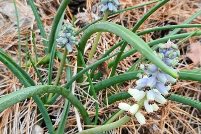 Sadece orada yetişiyor! Koparmanın cezası 1 milyon 936 bin