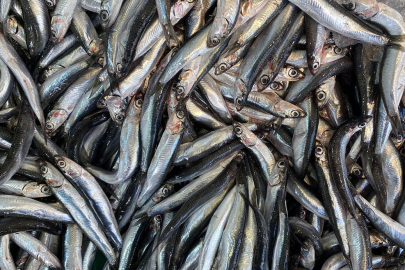 Uzmanından açıklama geldi: Hamsi gazı diye bir şey var mı?