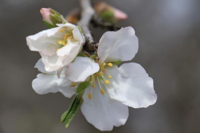 İlk cemre havaya düştü