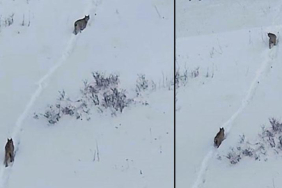 Yer: Ardahan! Ormanın hayaleti yeniden göründü