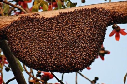 Bu besin lenfoma ve diğer kanserlerden koruyor!