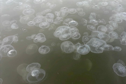 Aşırı denizanası artışı balıkçılığı tehdit ediyor