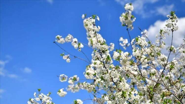 MARTENİÇKA NEDİR?