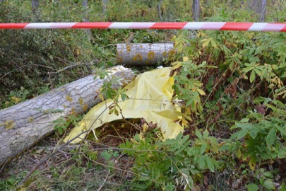 Tokat'ta ağaç keserken canından oldu