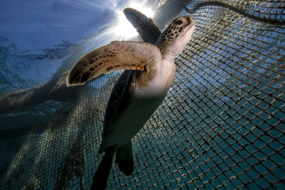 Deniz kaplumbağası yiyen 8 kişi öldü onlarca kişi hastanelik oldu