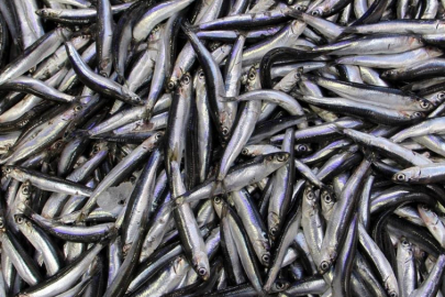 2 aylık hamsi ihracatı 2,1 milyon doları aştı