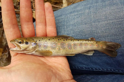 Bursalılar dikkat: Bulundurulması ve satışı yasaklandı