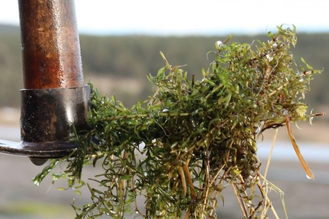 Türkiye'de ilk kez görüldü! Yeni bitki türü teşhis edildi