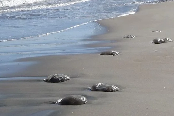 Ölü denizanaları kıyaya vurdu