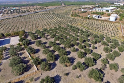 Bursa'da Tofaş araba fiyatına satılık zeytinlik! Tam 5 bin m²| İŞTE DETAYLAR...