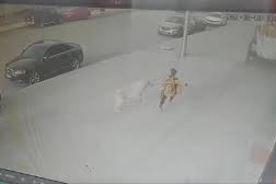 Sokak köpekleri ilkokul öğrencisine saldırdı