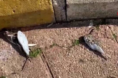 Balon balıkları için "karada ölüm" uyarısı: Atmayın!