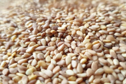 Susam ihracatında rekor artış