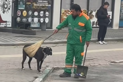 Bursa'da yürek ısıtan görüntü! Sokak köpeğinin sırtını süpürge ile temizledi