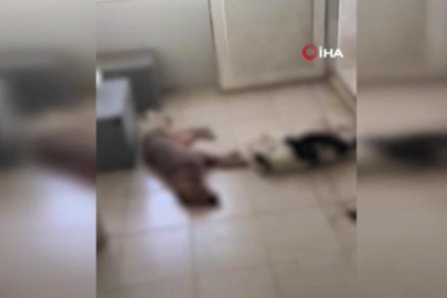 İzmir'de vahşet! Onlarca köpek katledildi