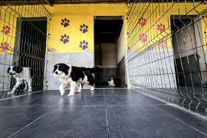 Bursa'daki evcil hayvan oteli bayram tatilinde de hizmet verecek