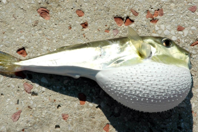 Balon balığı avına verilecek destekler belirlendi