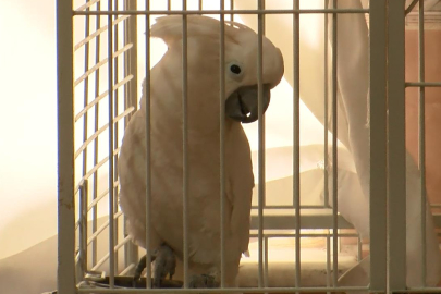 Bursa'da ilahi duyan papağan ‘Osman’ kendinden geçiyor