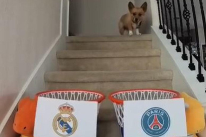 Herkes onu konuşuyor! Tüm maçları bilen köpek viral oldu...